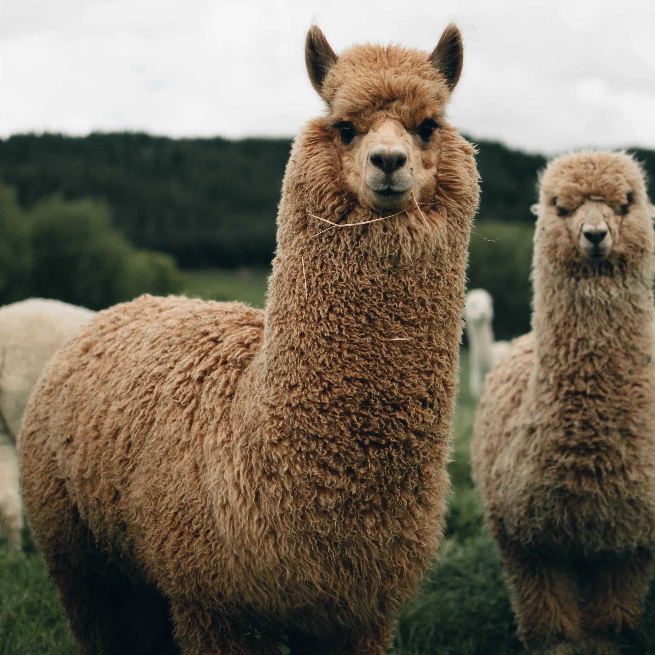 Alpaca Dryer Balls