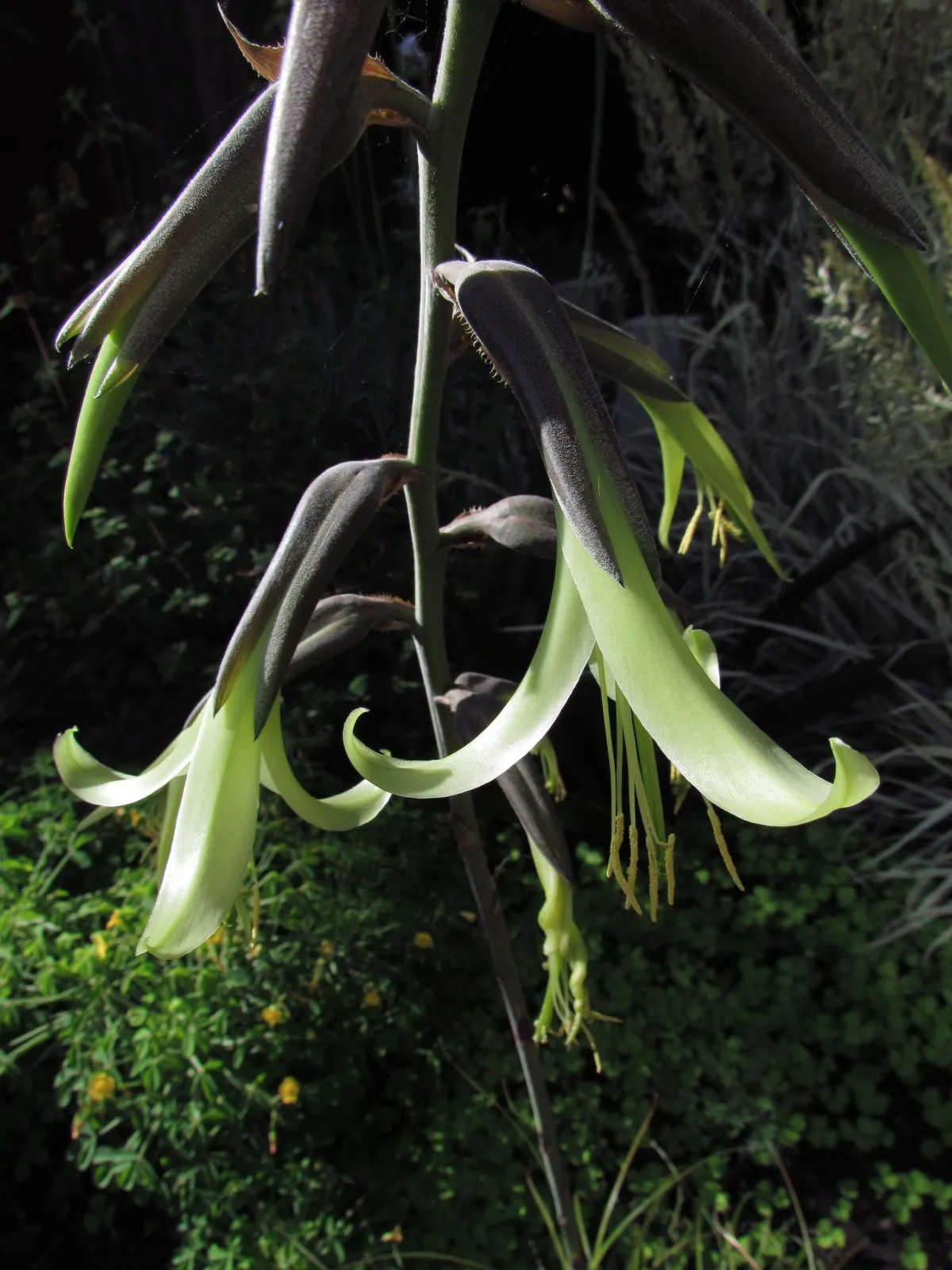 Bolivian Puya  25 Seeds  Bromeliad  Puya mirabilis  USA Company