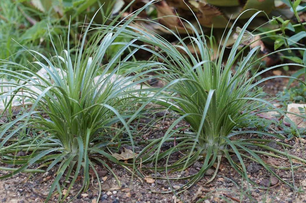 Bolivian Puya  25 Seeds  Bromeliad  Puya mirabilis  USA Company