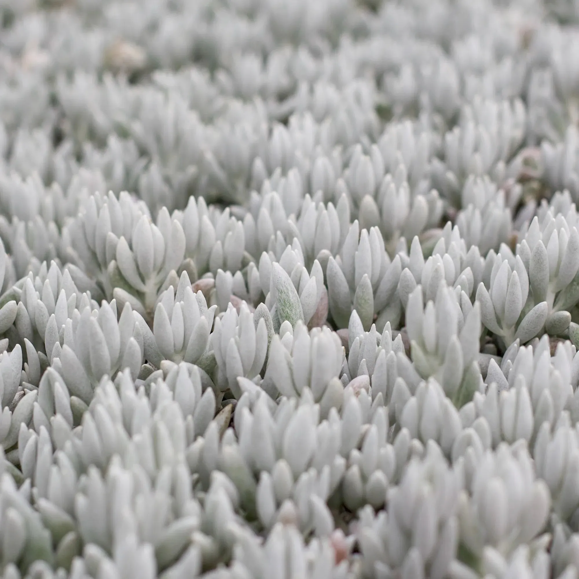 Senecio haworthii 'Woolly Senecio'